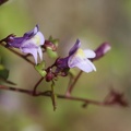Mauer-Zimbelkraut (Cymbalaria muralis)